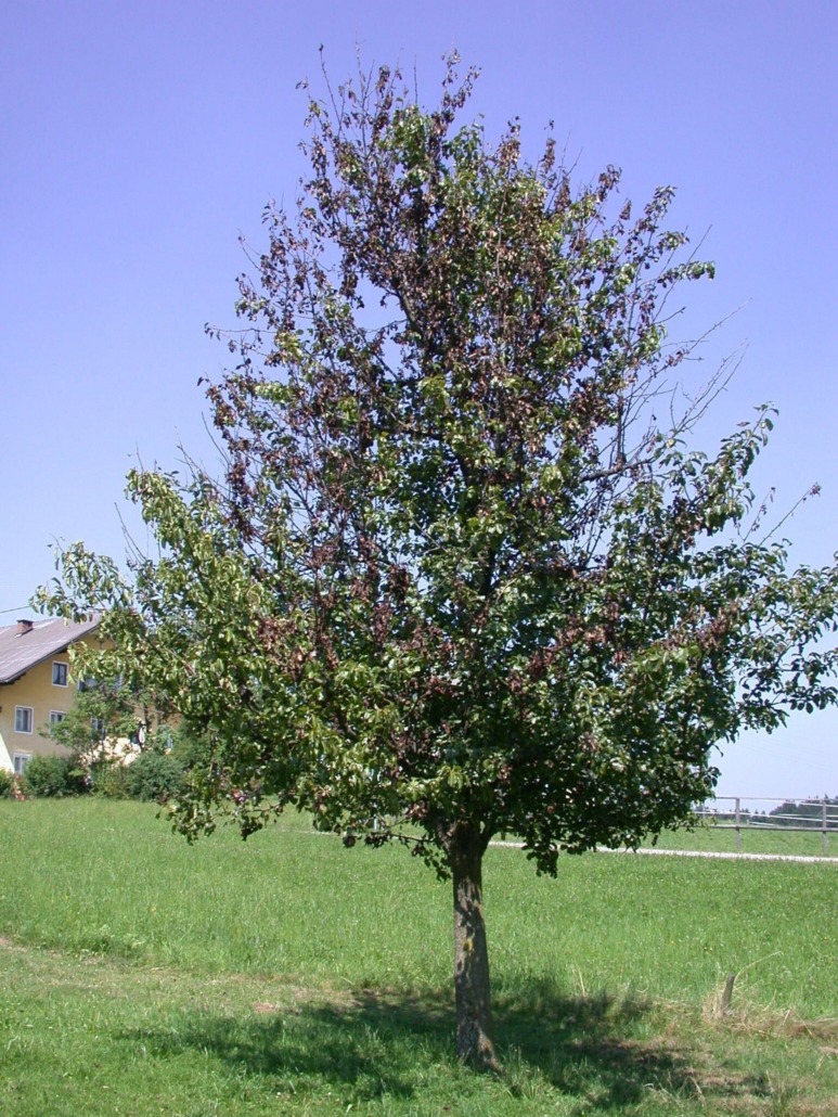 Birnbaum mit Feuerbrand