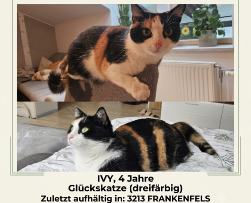 KAtze